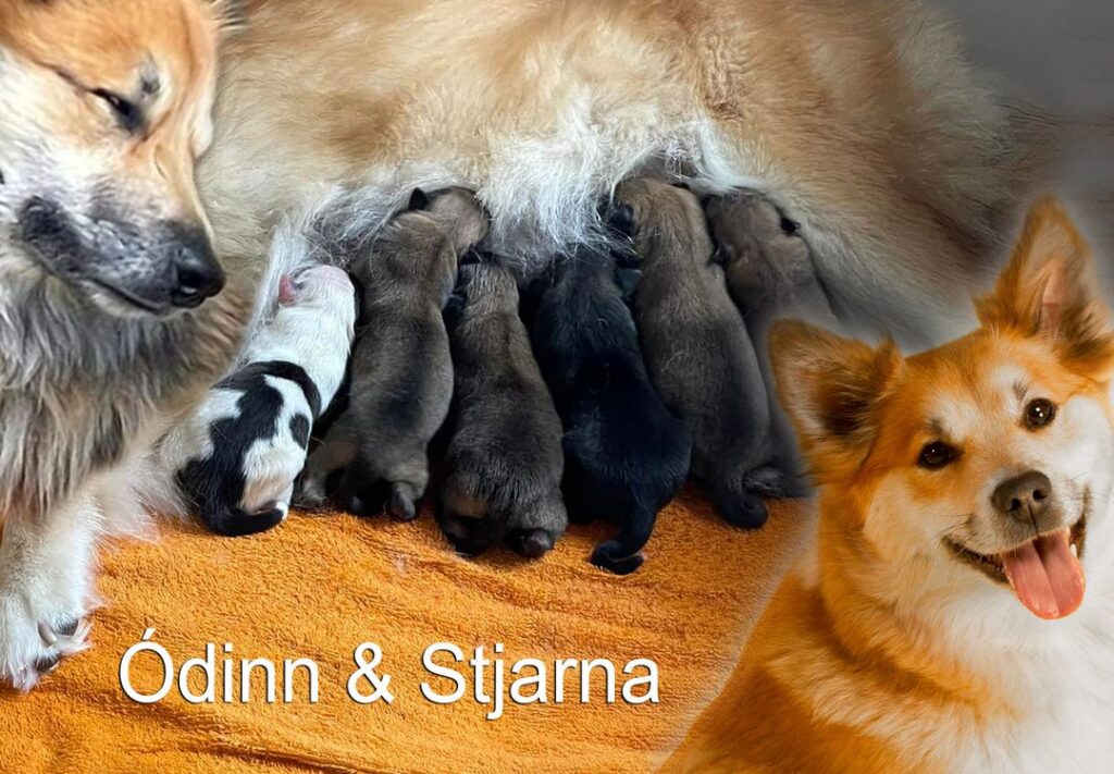 IJslandse Honden pups beschikbaar.
