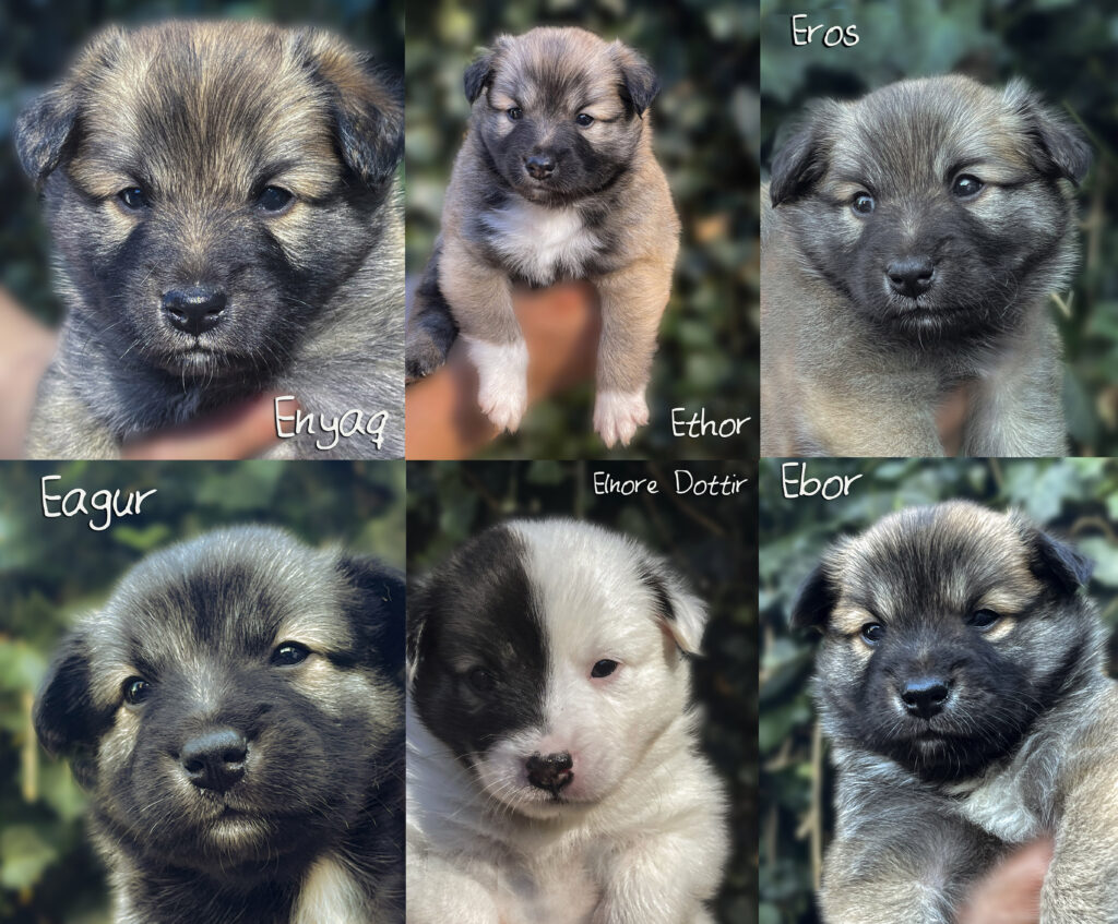Collage Pups in Twente