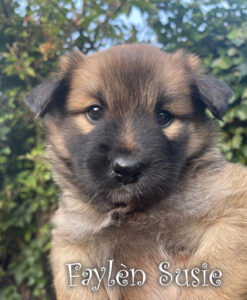 Faylèn Susie IJslandse Hond Twente