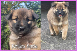 Faylen-Susie IJslandse Hond in Twente