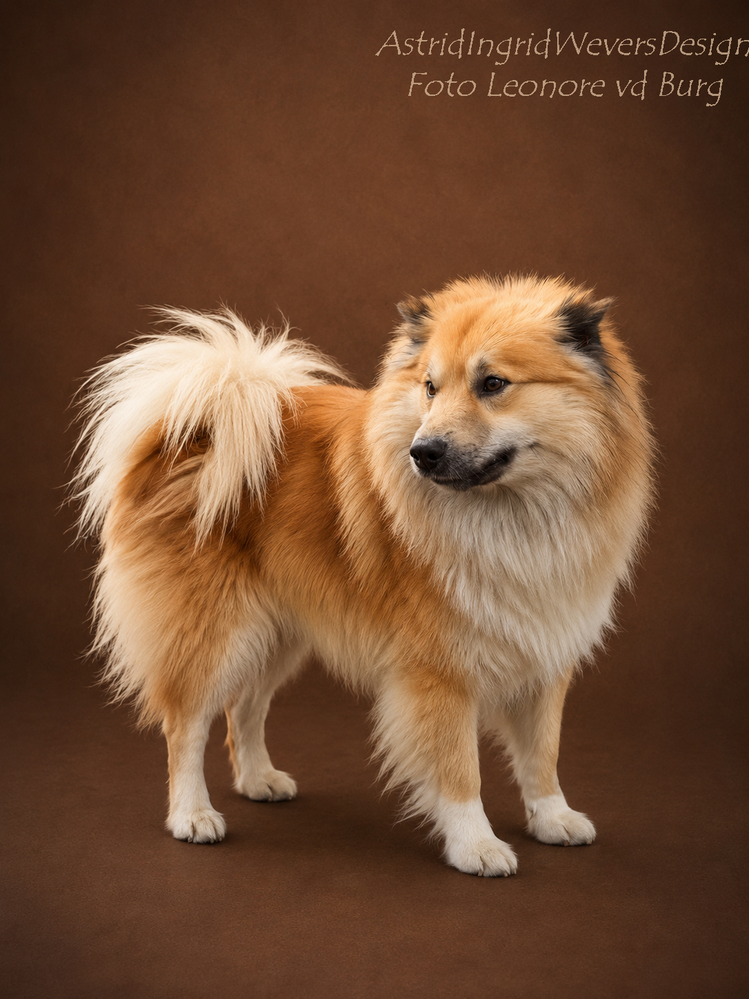 Ethor dekreu IJslandse Hond 2026