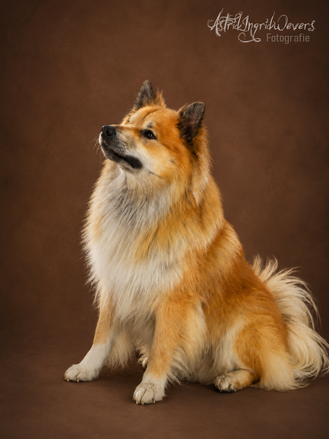 Ethor dekreu IJslandse Hond 2026