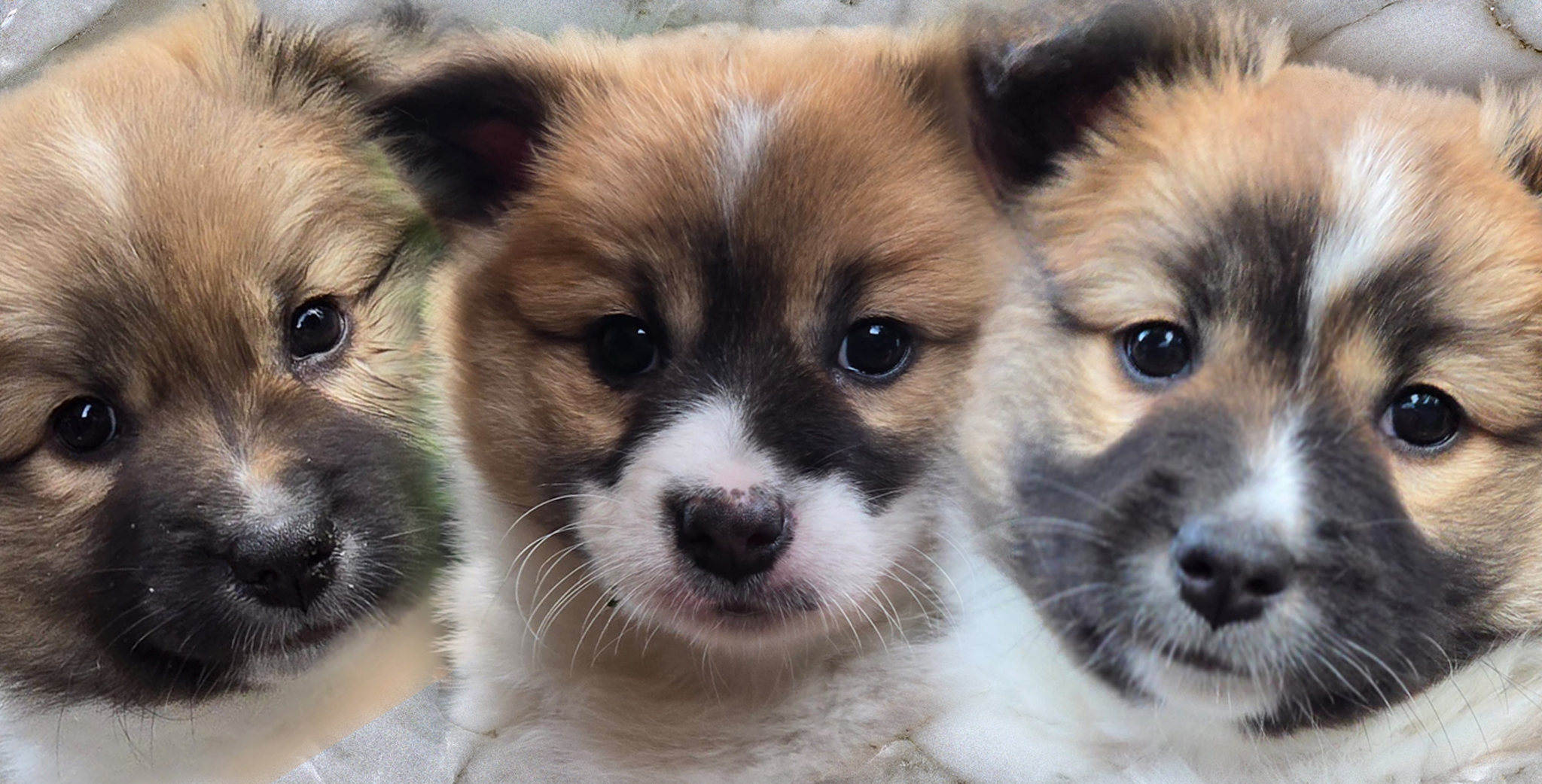 The pups from Dimmey
